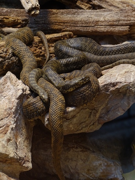 Viperine water snake (Natrix maura)