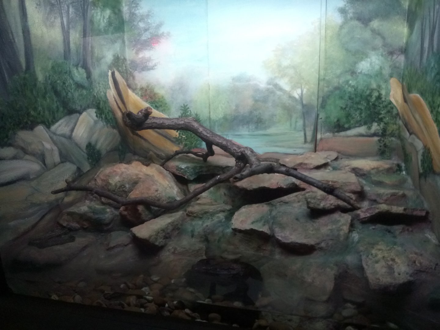 Viperine Water Snake Terrarium