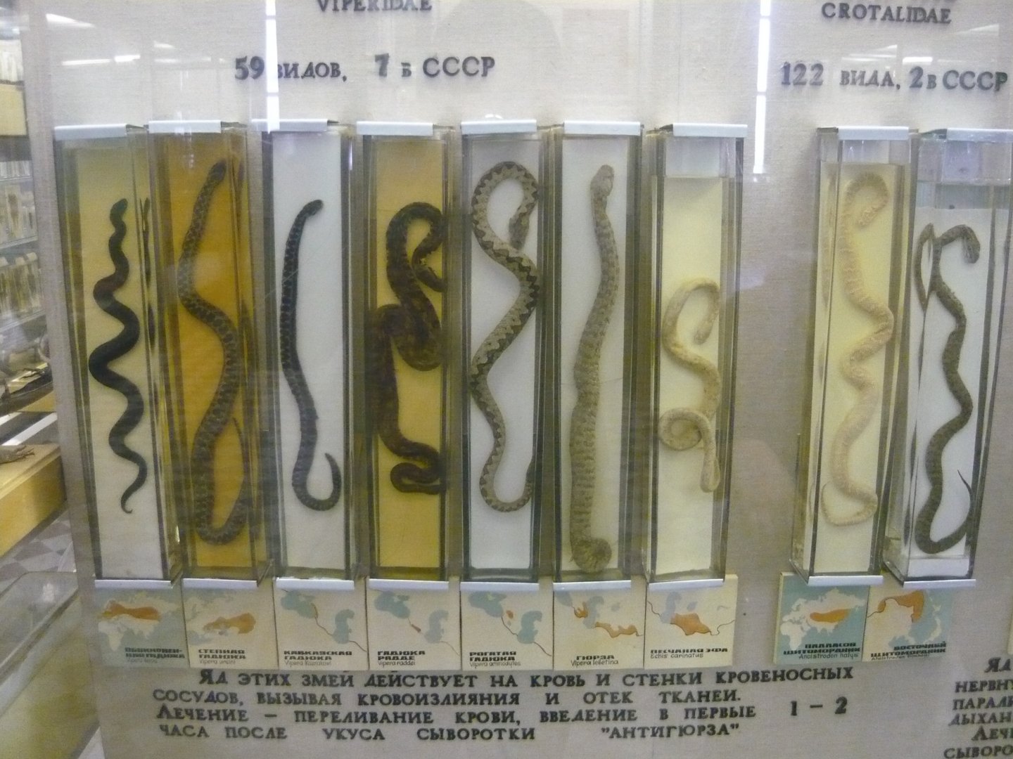 Vipers of (former) USSR