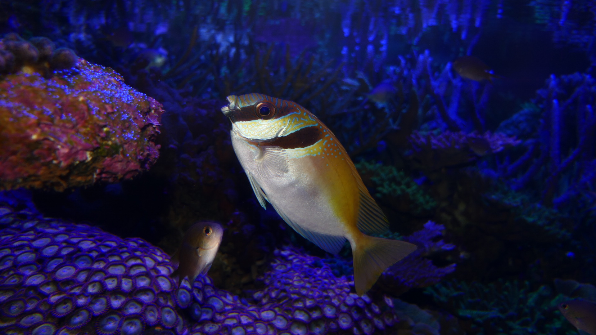 Virgate Rabbitfish (Siganus virgatus)