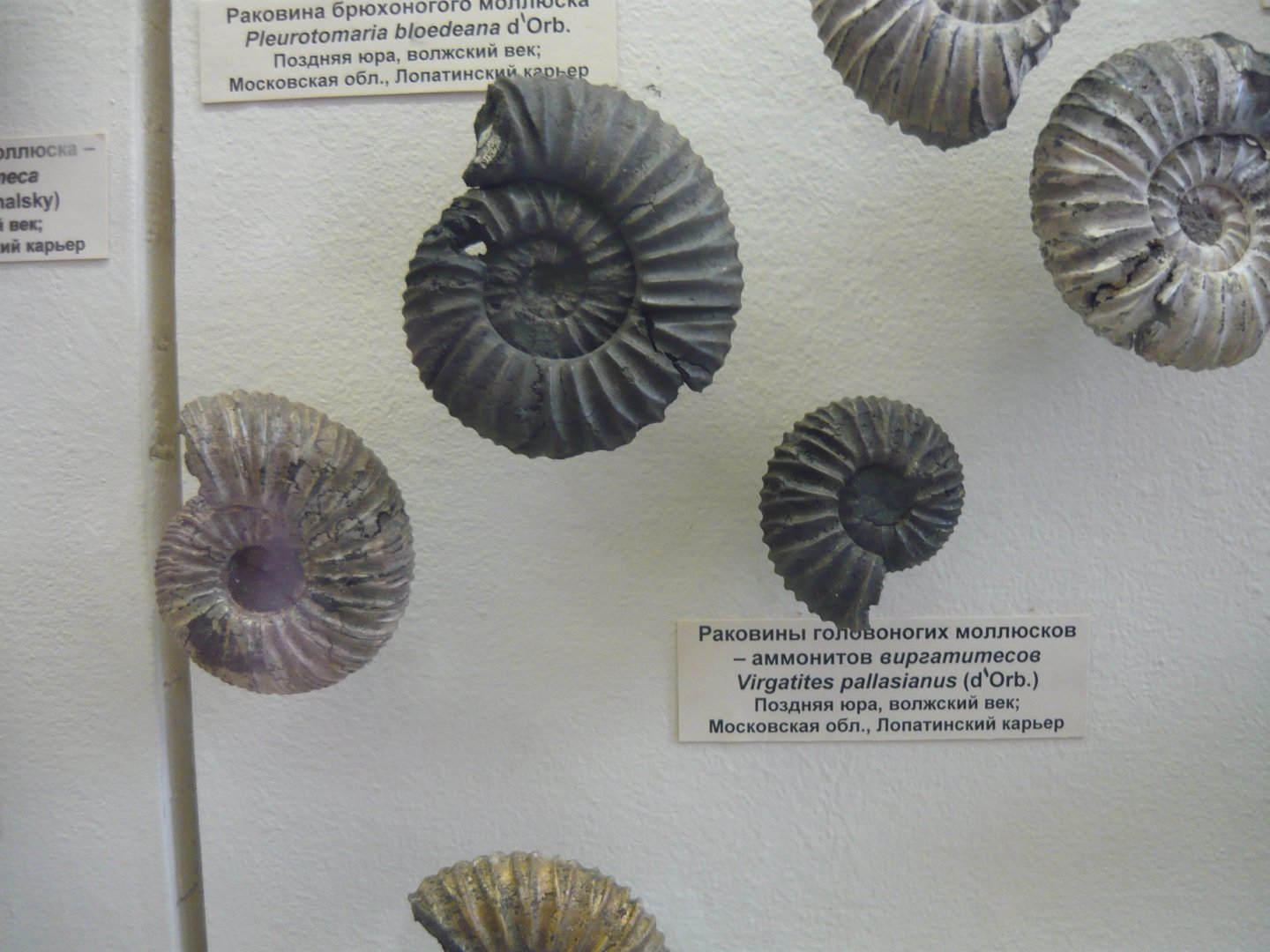 Virgatites pallasianus