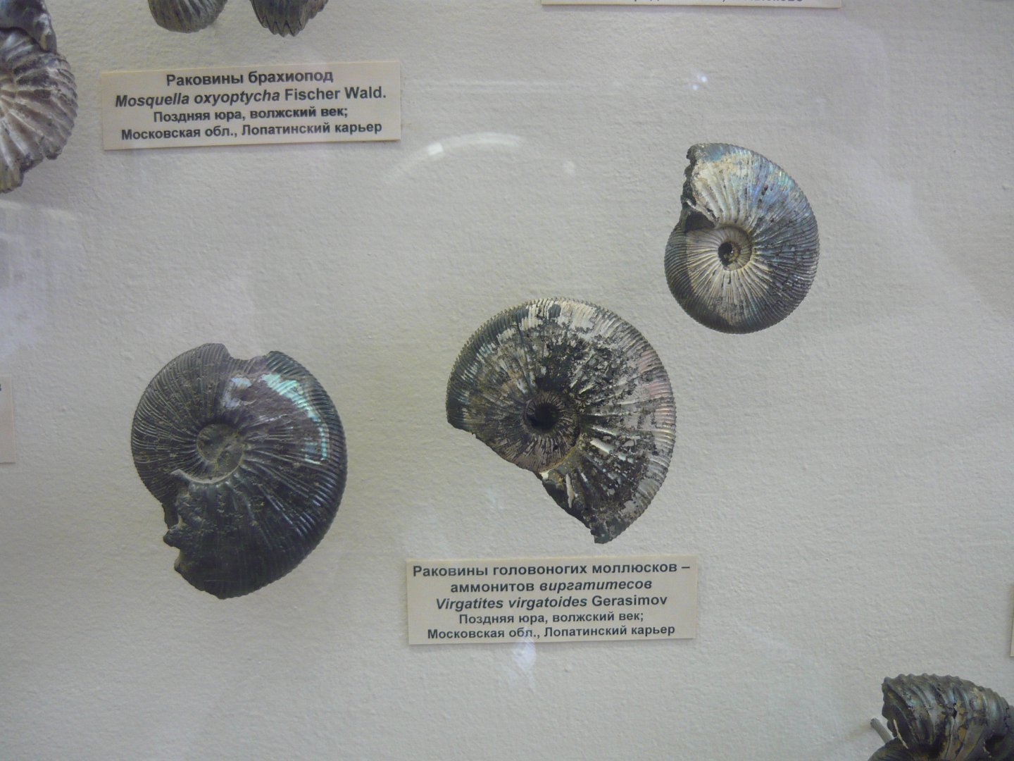 Virgatites virgatoides