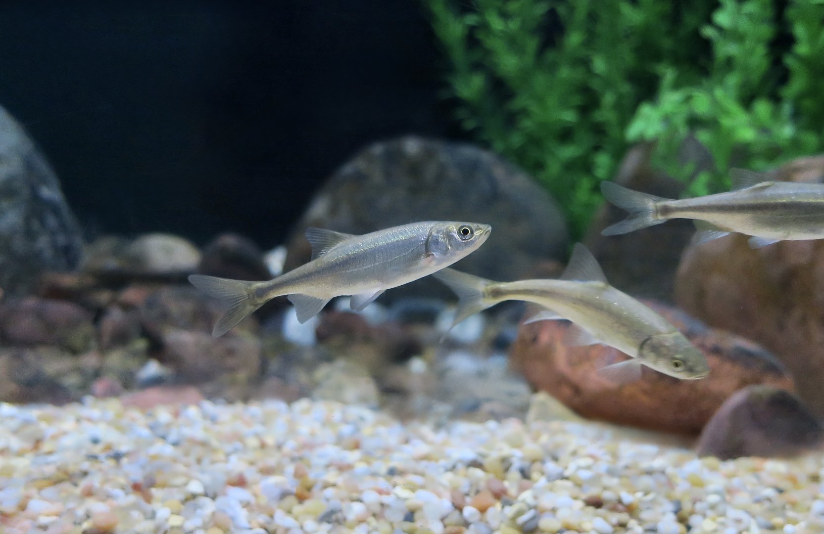 Virgin Chub (Gila seminuda)