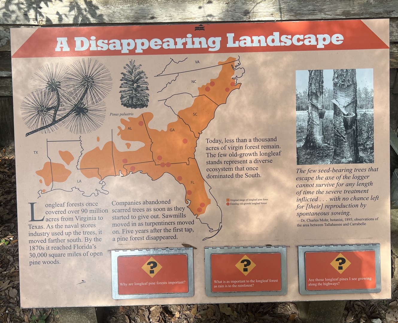 Virgin Old-growth Longleaf Forest information sign