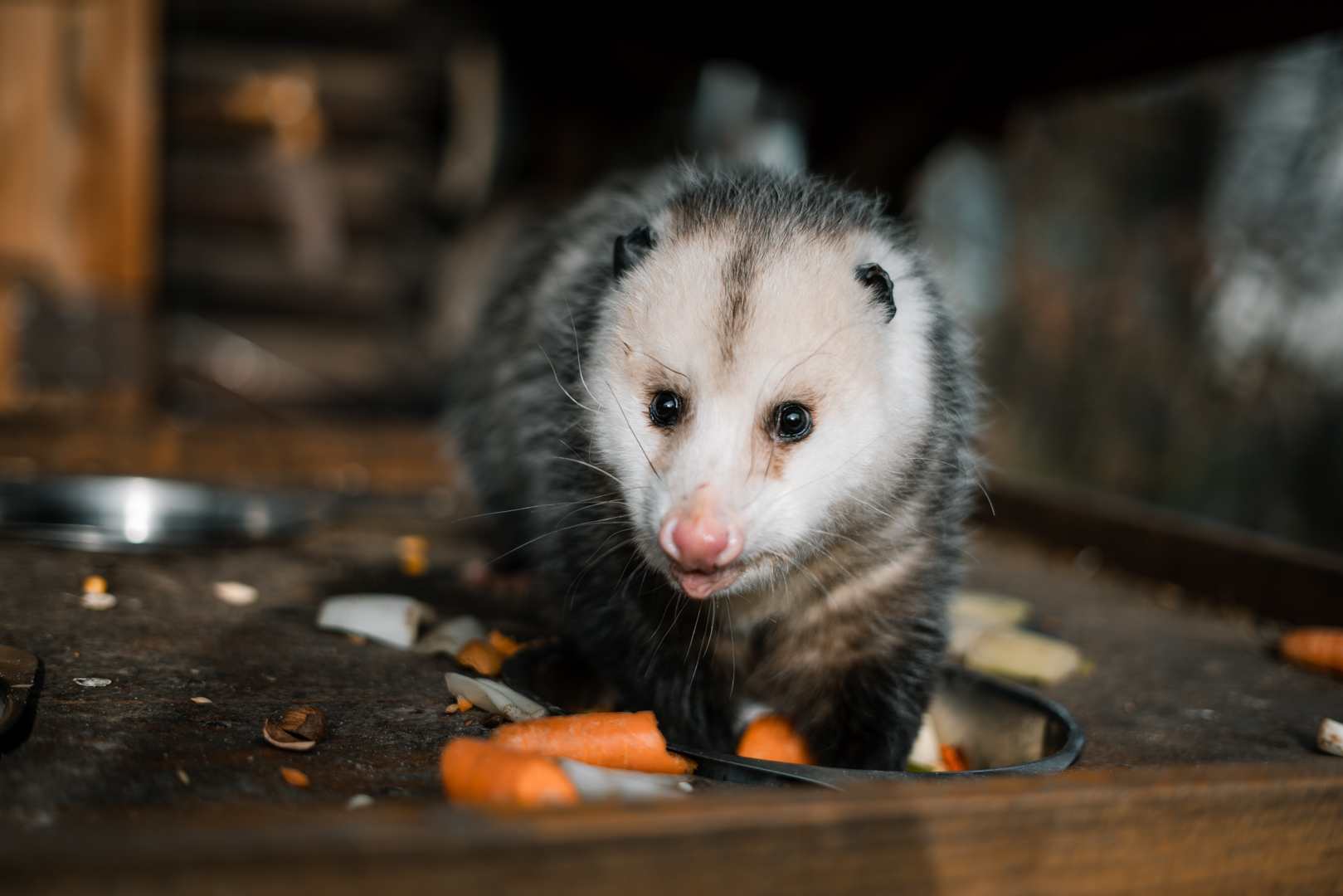 Virgina Opossum
