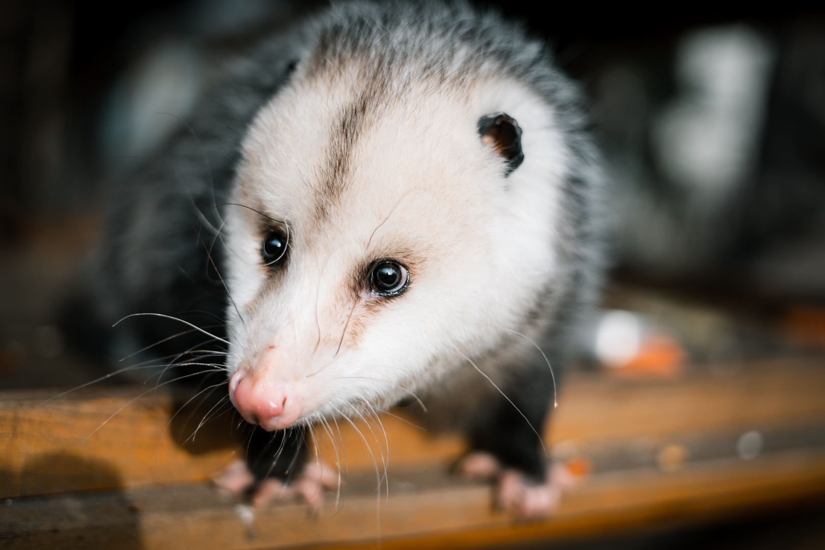 Virgina Opossum