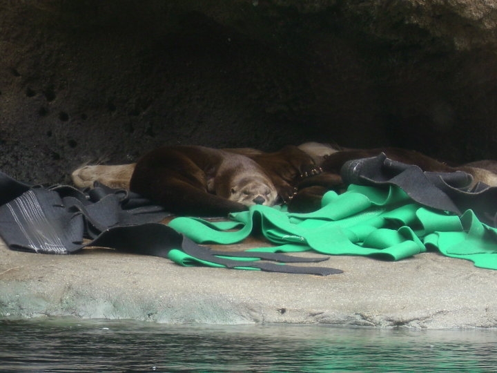 Virginia Aquarium-River Otters