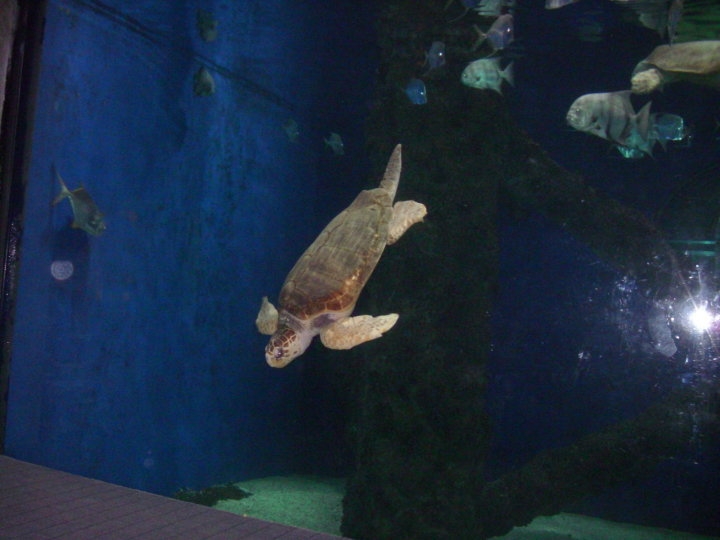 Virginia Aquarium-Sea Turtle