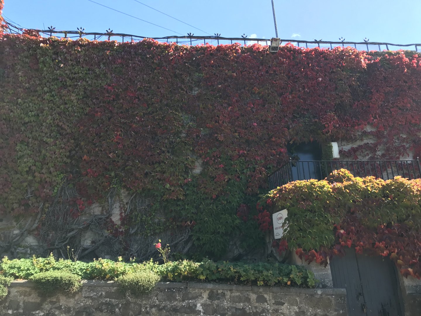 Virginia creeper on the grassland restraunt