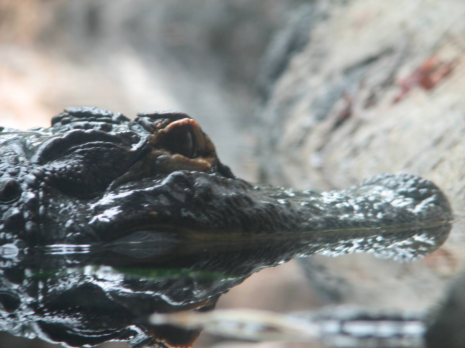 Virginia Living Museum