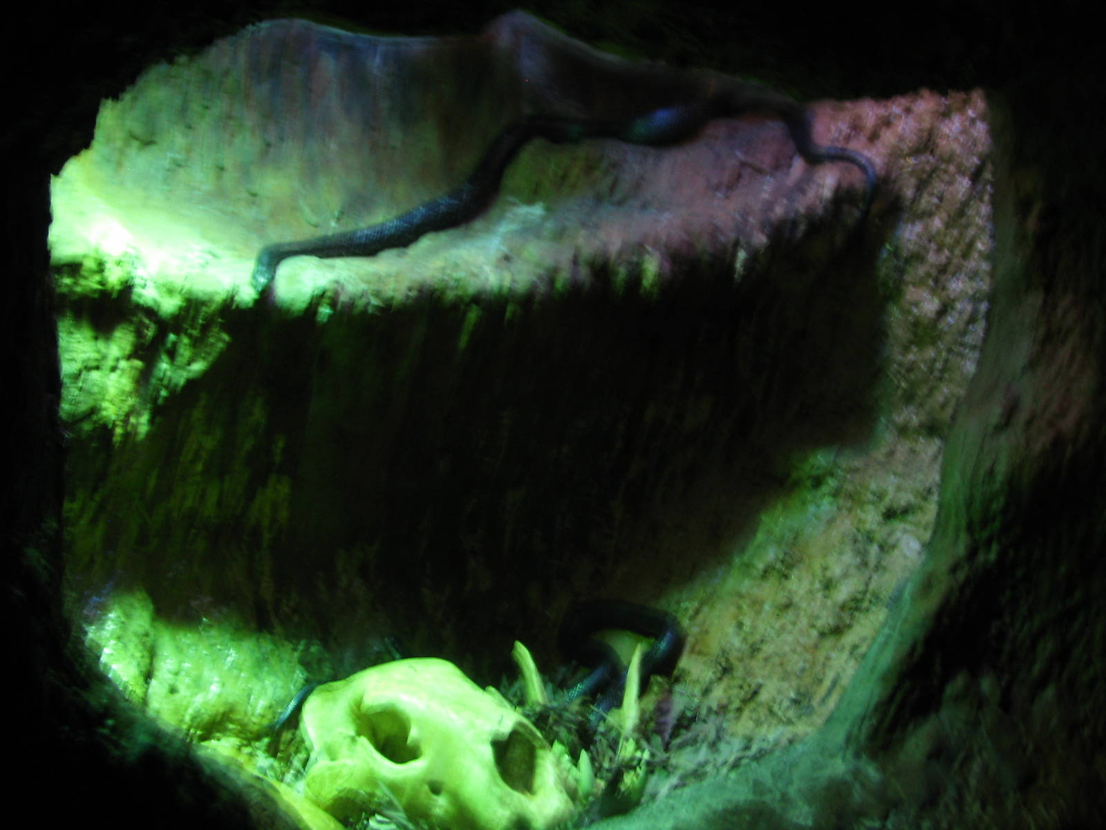 Virginia Living Museum