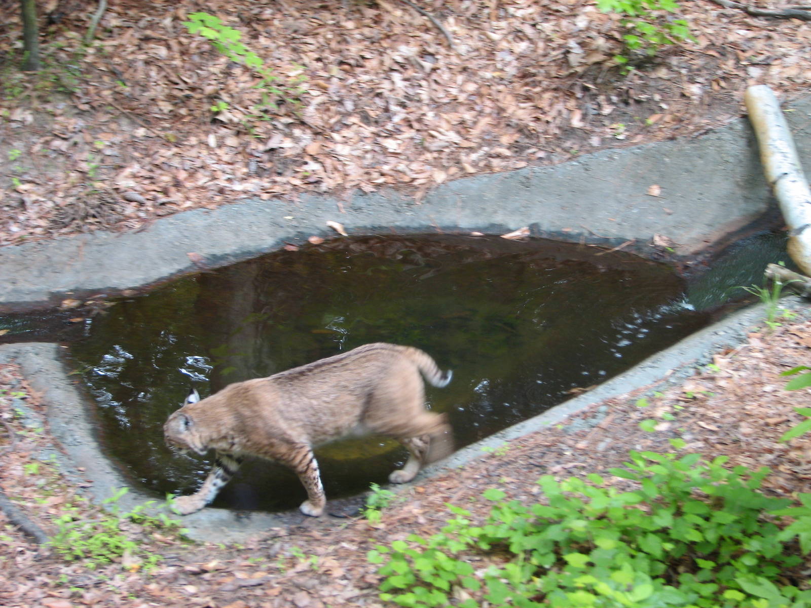 Virginia Living Museum