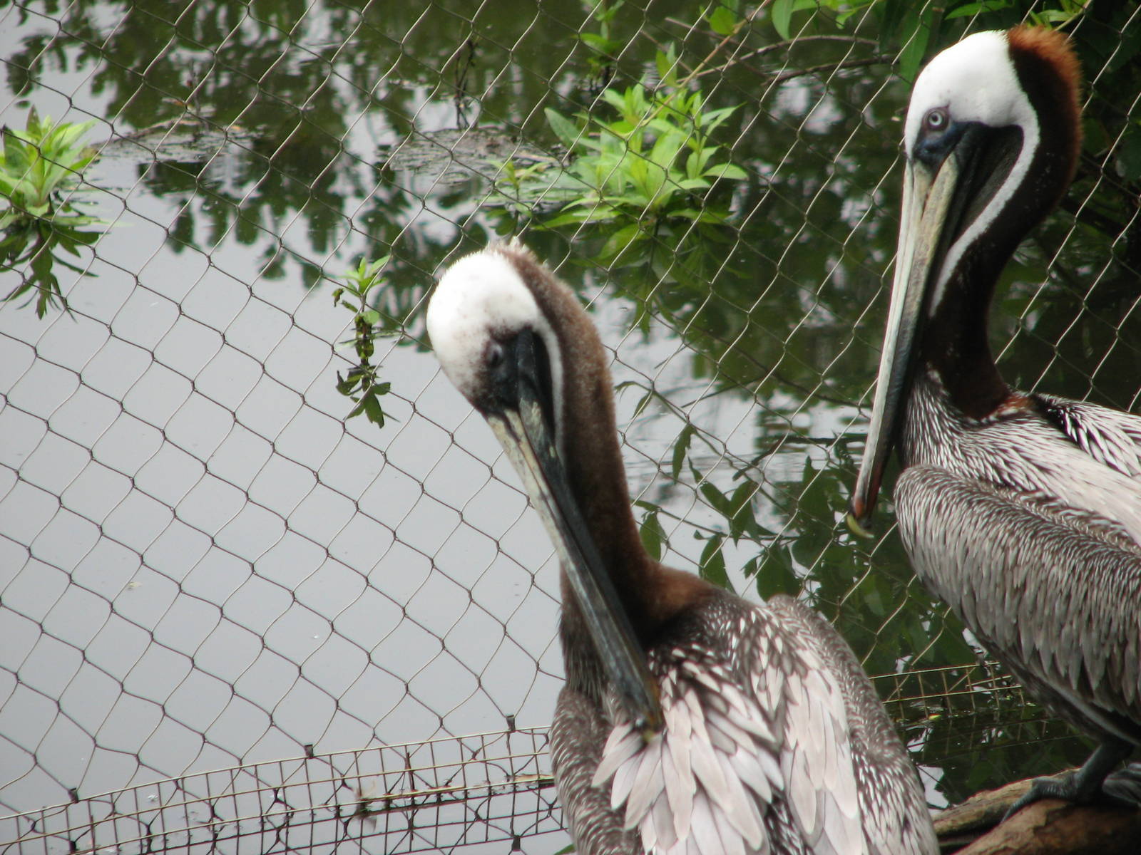 Virginia Living Museum