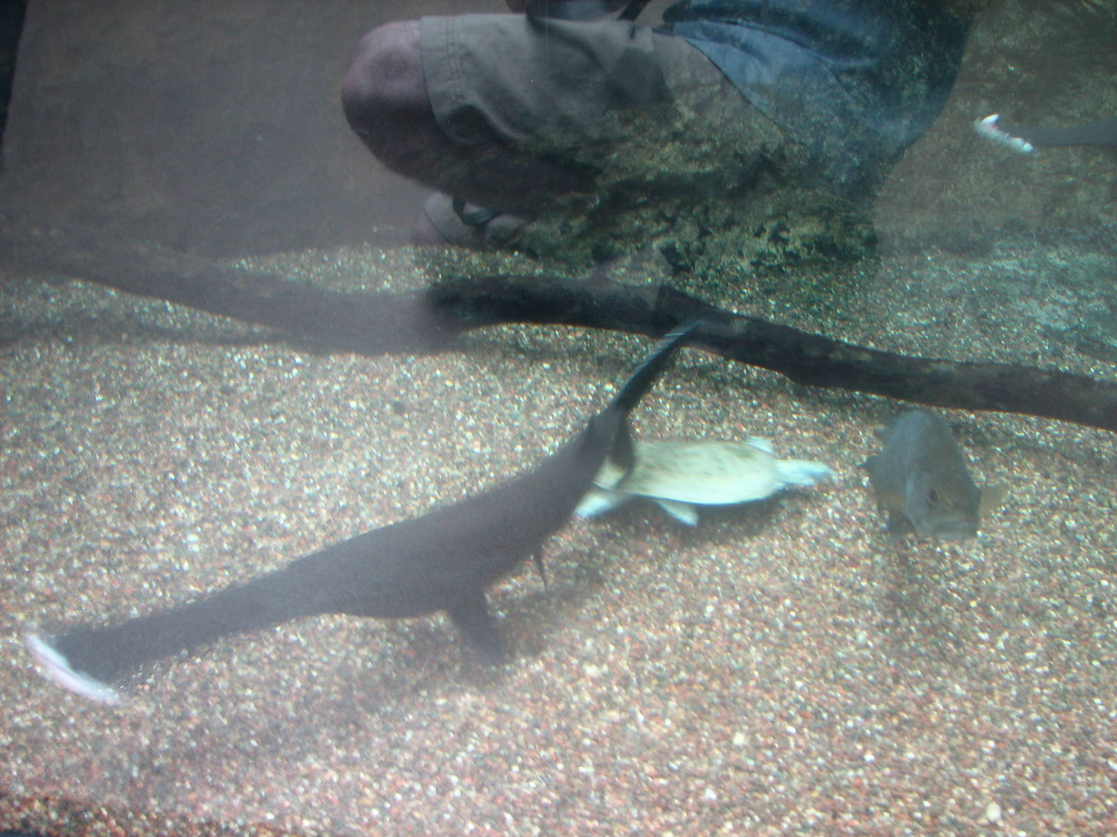 Virginia Living Museum