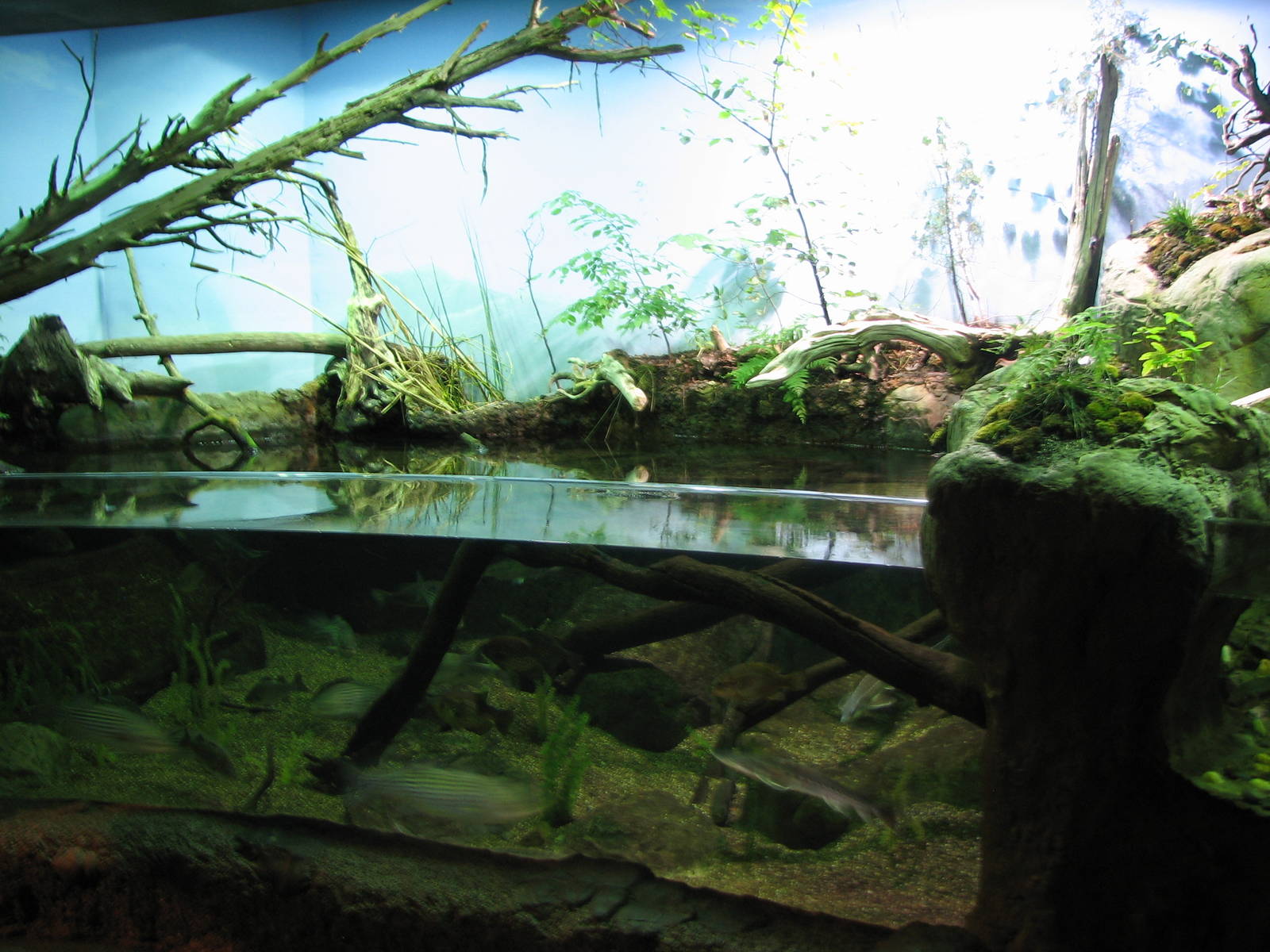 Virginia Living Museum