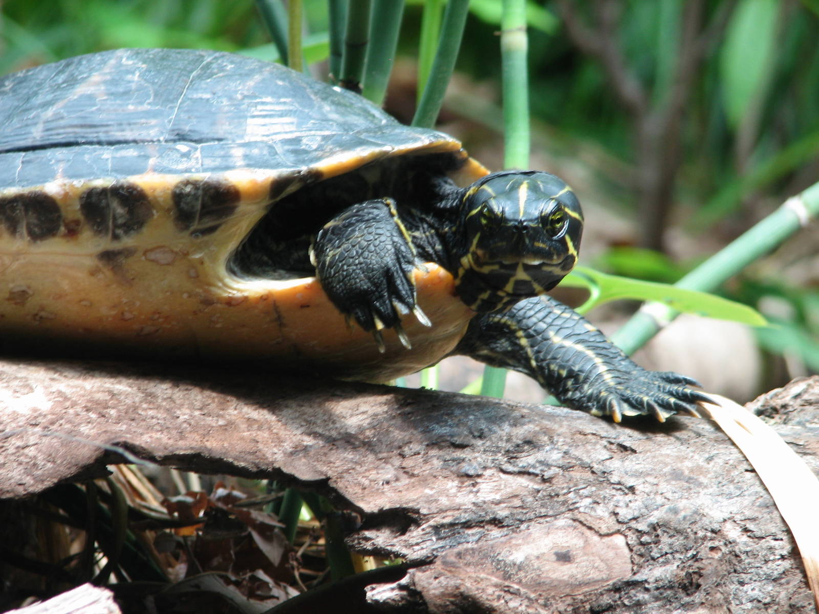 Virginia Living Museum