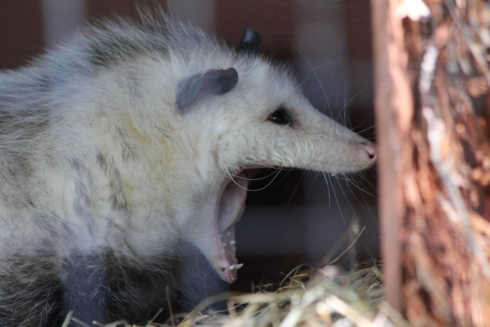 Virginia Opossom - June 2016