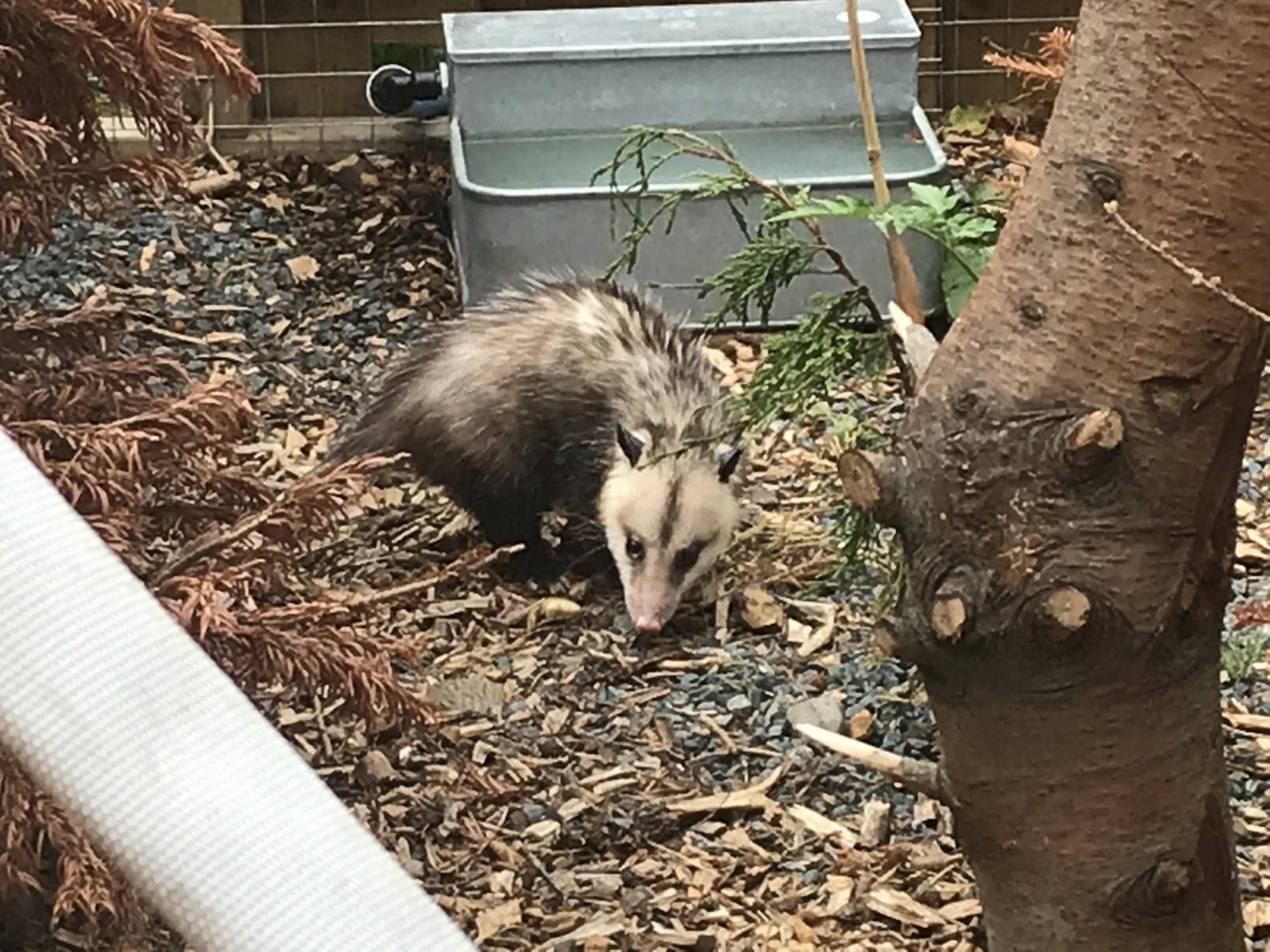 Virginia opossum 210718