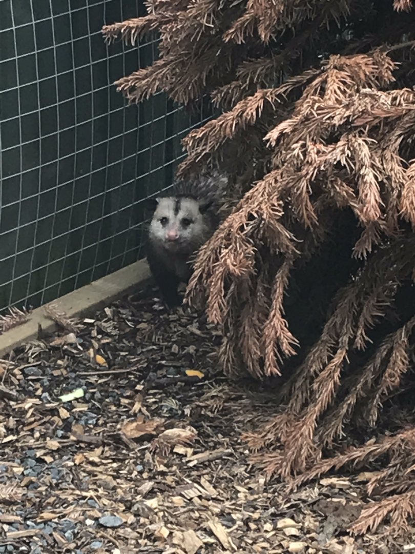 Virginia opossum 210718