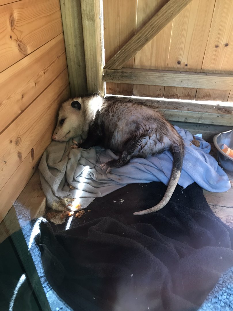 Virginia opossum 220619