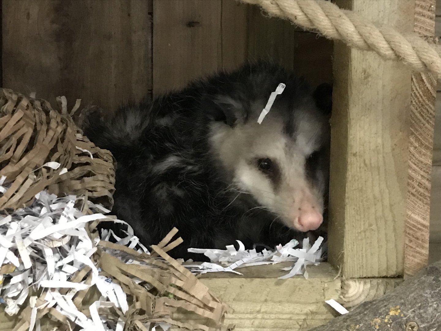 Virginia opossum 241118
