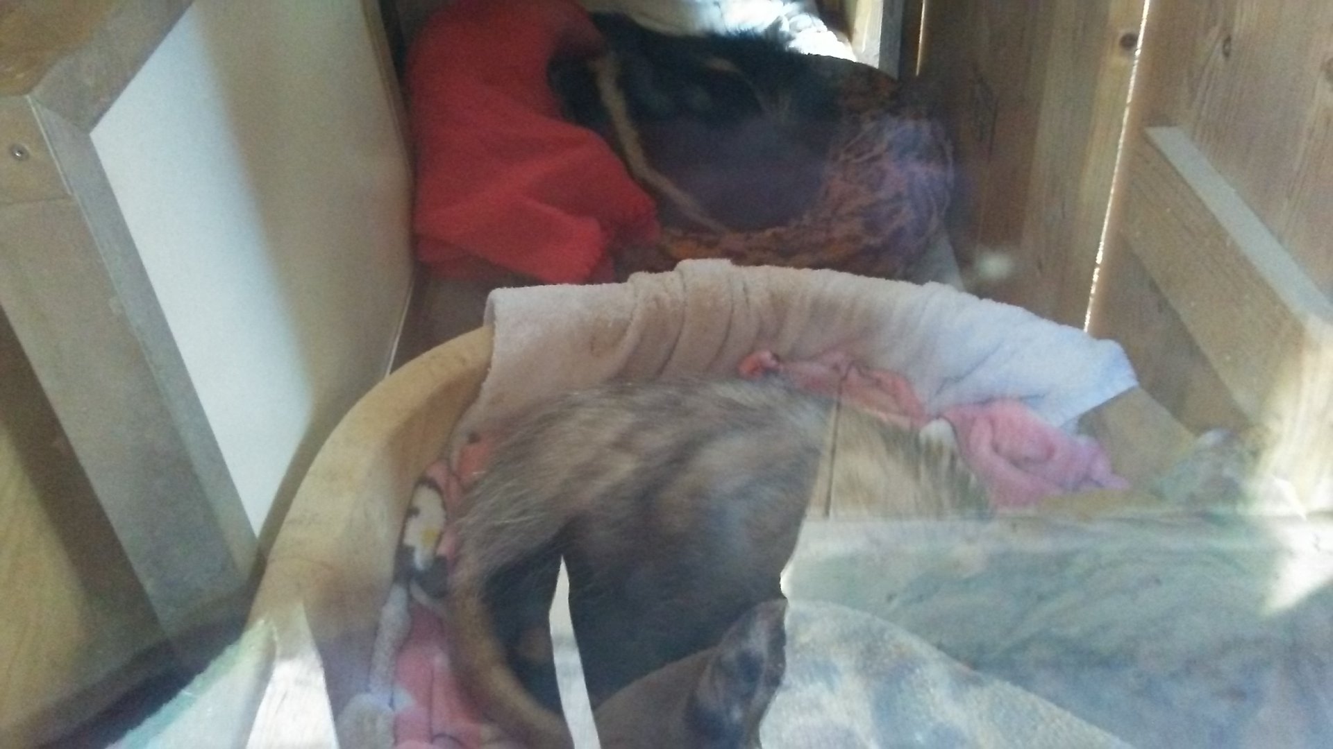 Virginia opossum and stripped skunk