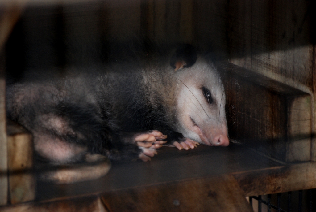 Virginia Opossum at Busch Wildlife Sanctuary, 14/10/13