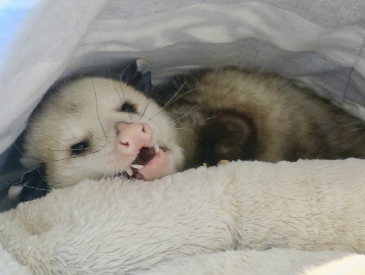 Virginia Opossum (Didelphis virginiana) - Earthplace