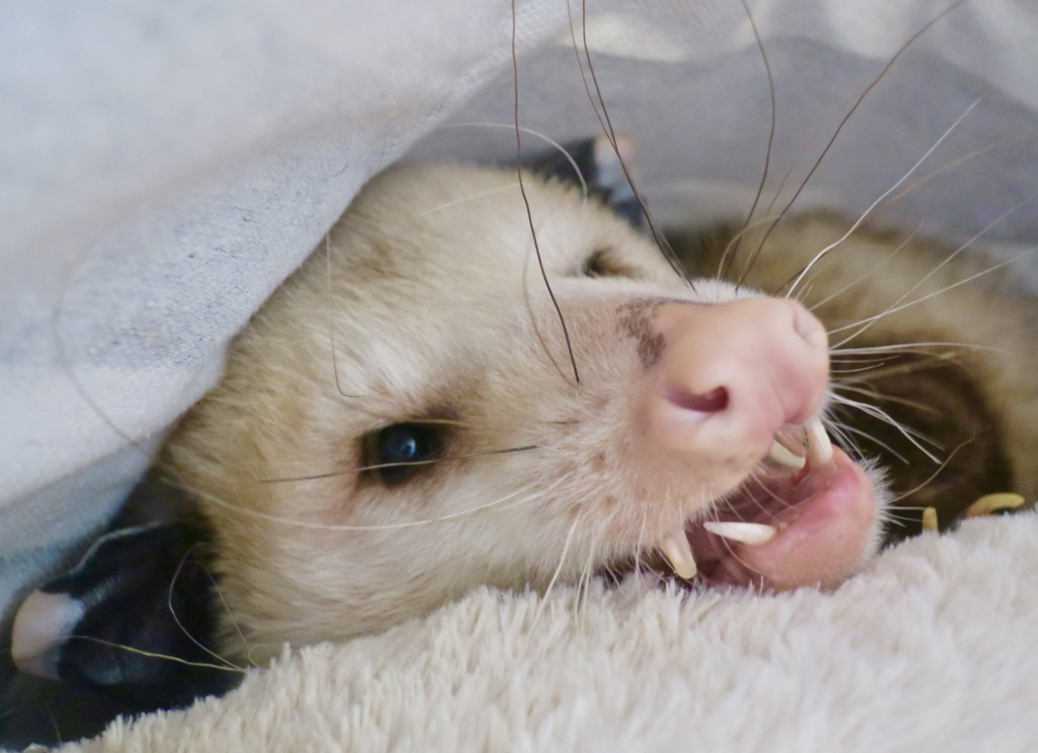 Virginia Opossum (Didelphis virginiana) - Earthplace