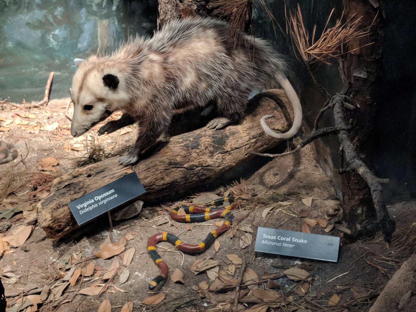Virginia opossum (Didelphis virginiana) (Left) and Texas coral snake (Micrurus tener) (Right)