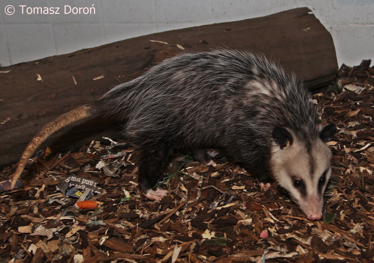 Virginia Opossum (Didelphis virginiana), May 2018