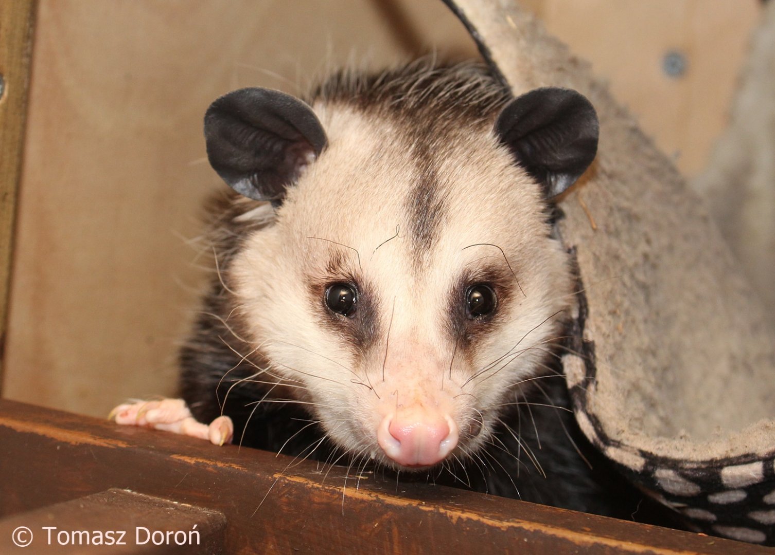 Virginia Opossum (Didelphis virginiana), May 2018