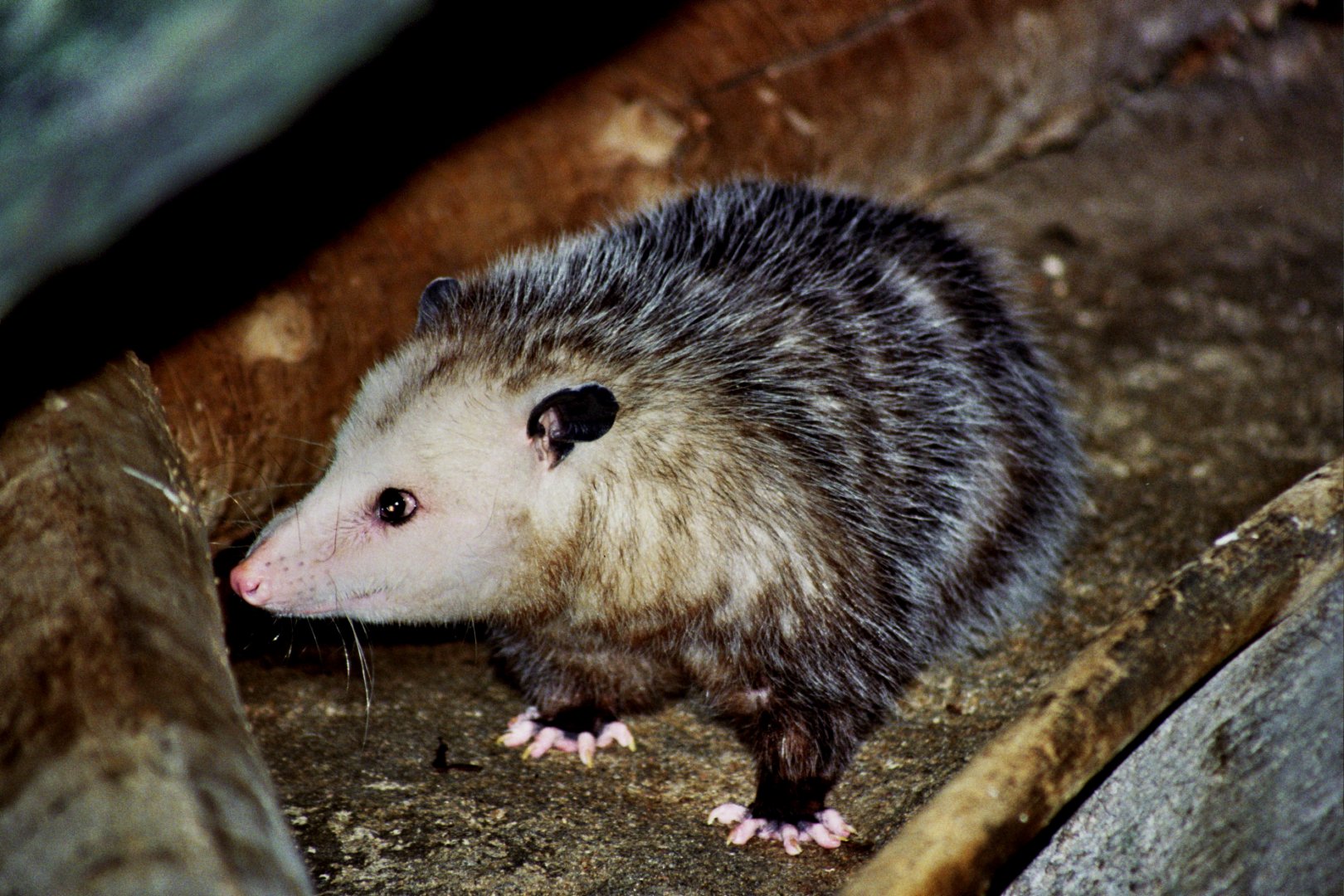 Virginia opossum (Didelphis virginiana) scanned from 2006