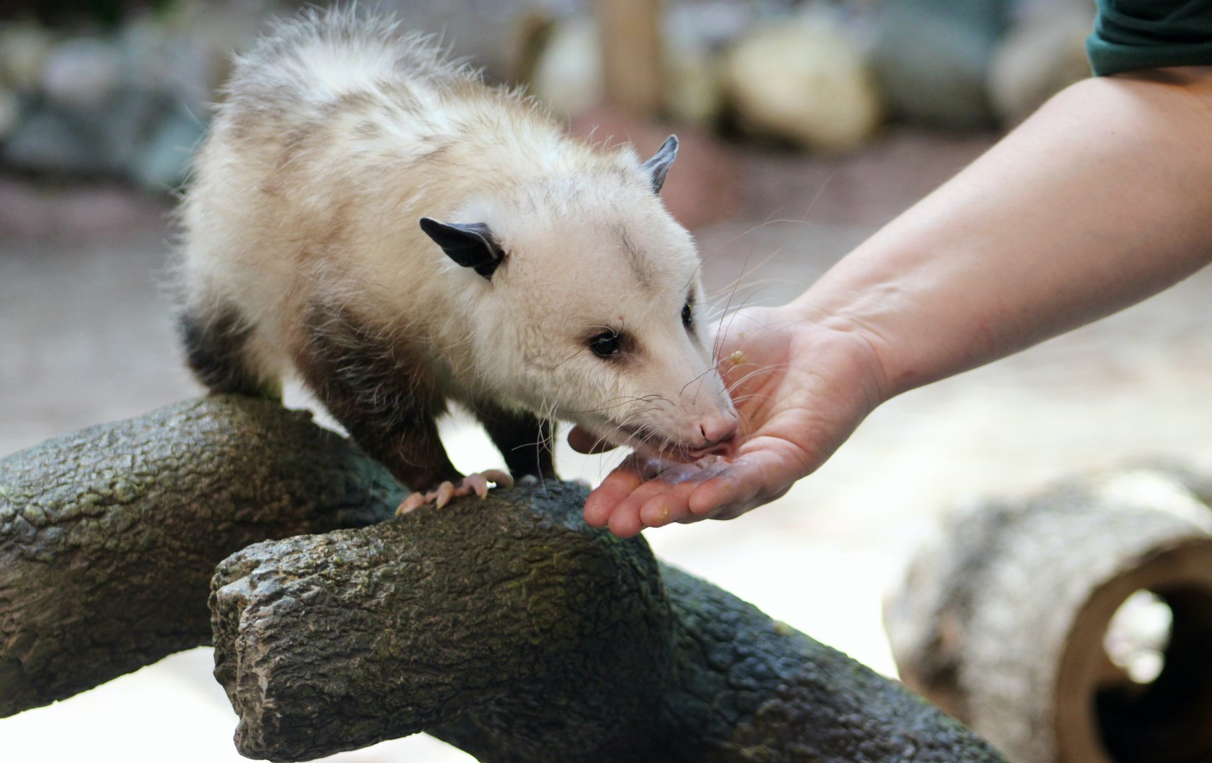 Virginia Opossum (Didelphis virginiana) - "Skookum"