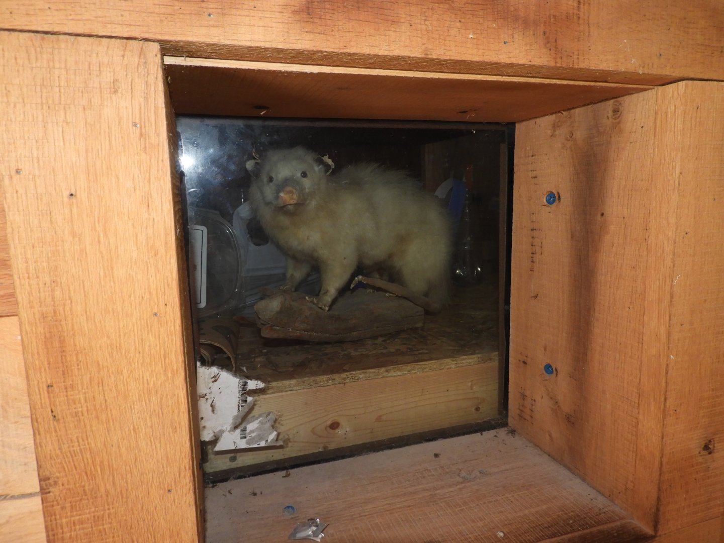 Virginia Opossum (Didelphis virginiana) taxidermy specimen