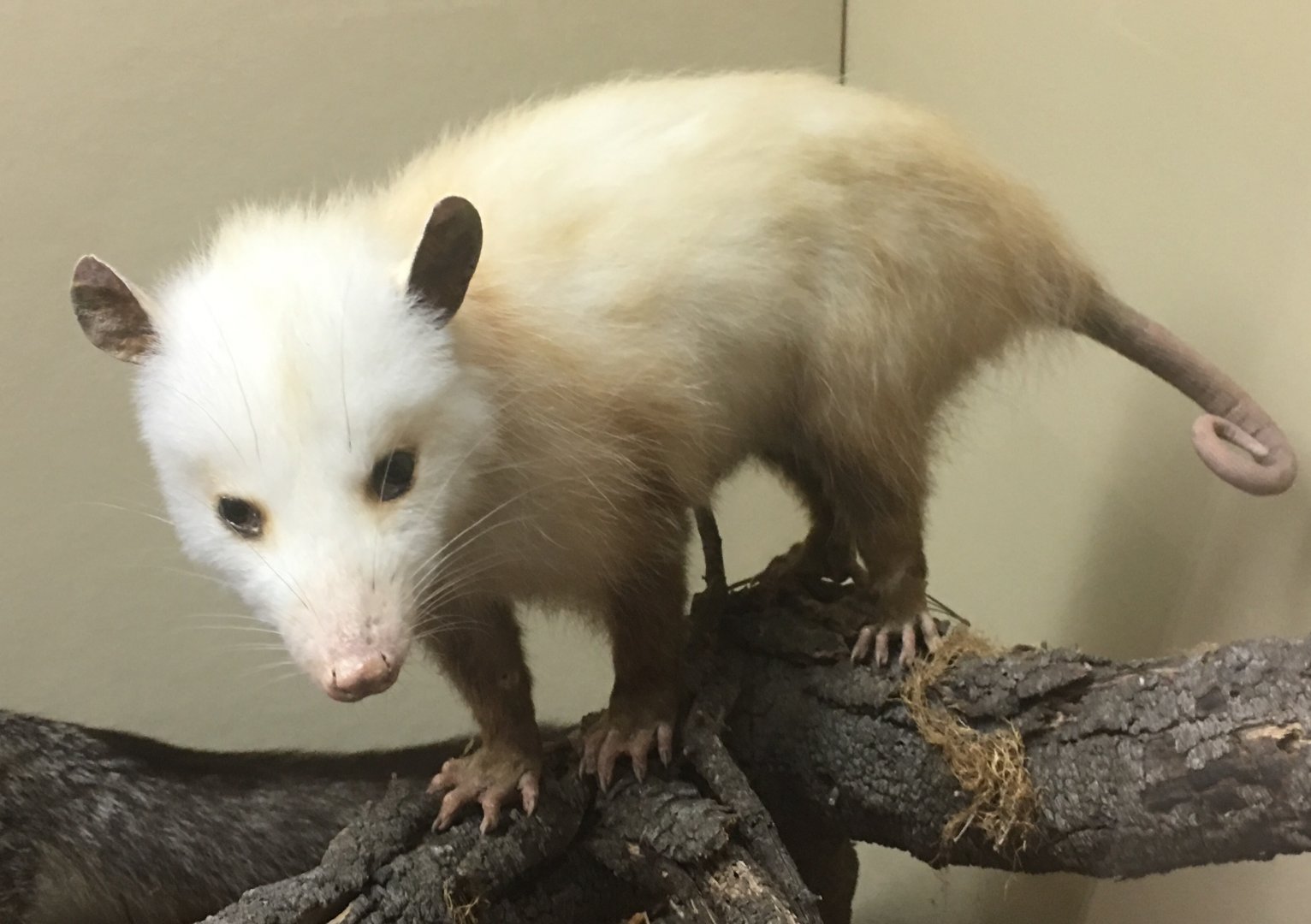 Virginia opossum (Didelphis virginiana virginiana)