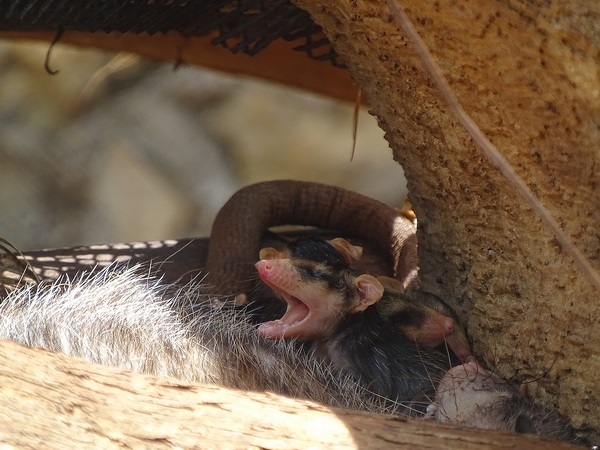 Virginia opossum (Didelphis virginiana) with young