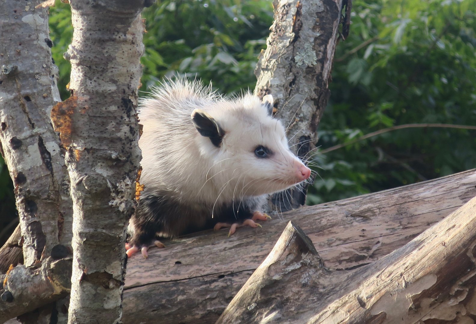 Virginia Opossum (Didelphis virginiana)