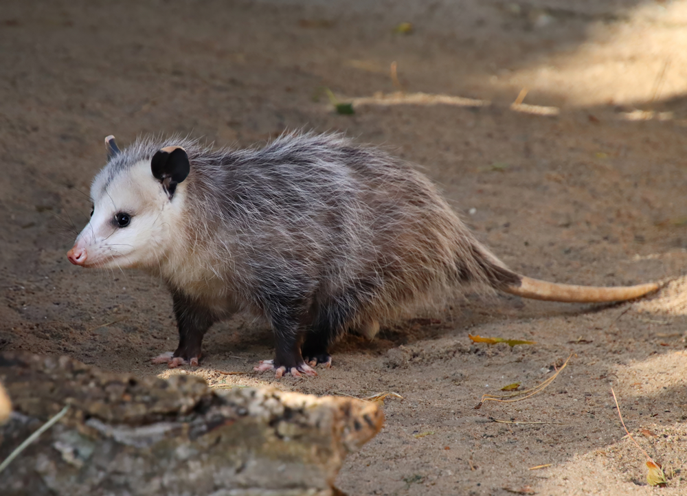 Virginia opossum (Didelphis virginiana)