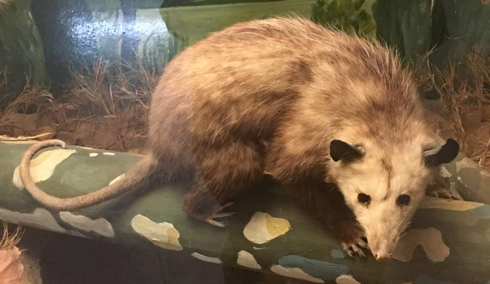 Virginia opossum (Didelphis virginiana)