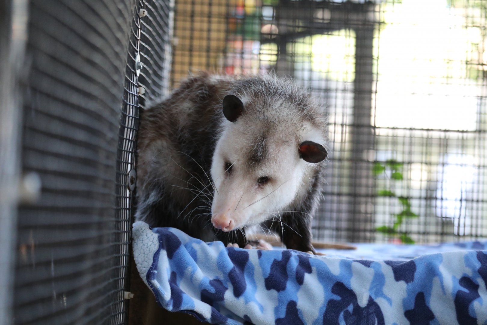Virginia opossum (Didelphis virginiana)