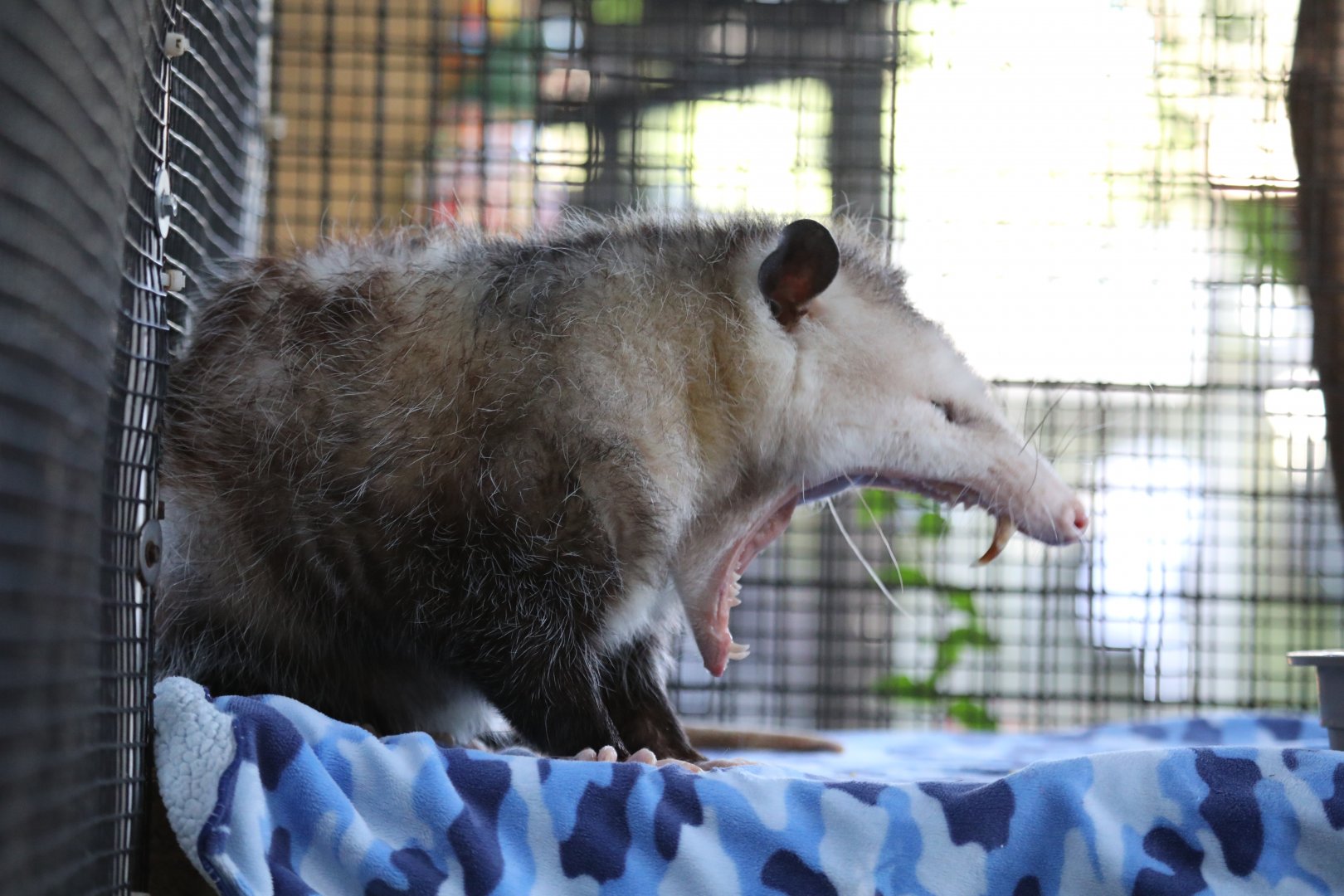 Virginia opossum (Didelphis virginiana)