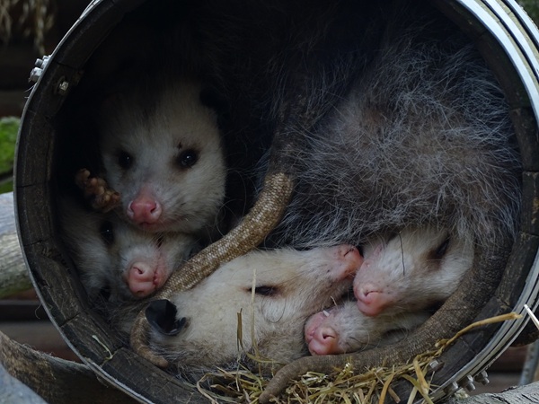 Virginia opossum (Didelphis virginiana)