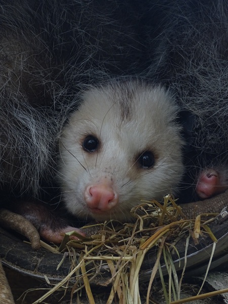 Virginia opossum (Didelphis virginiana)