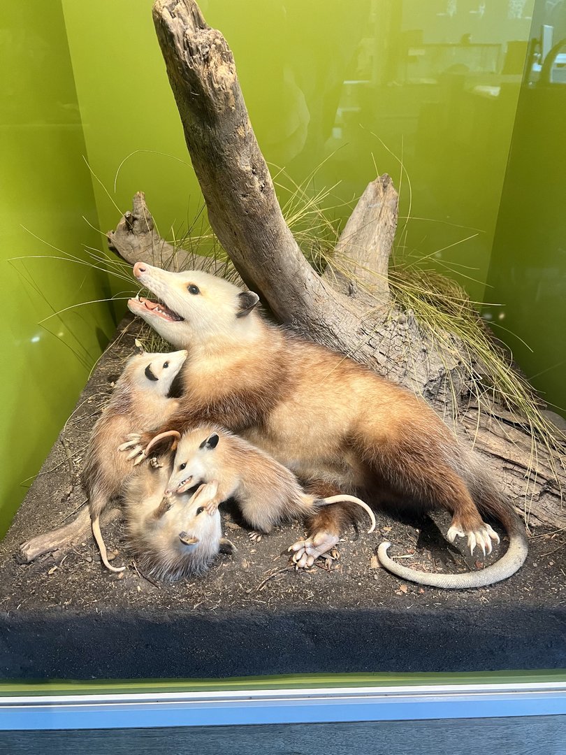 Virginia Opossum Display