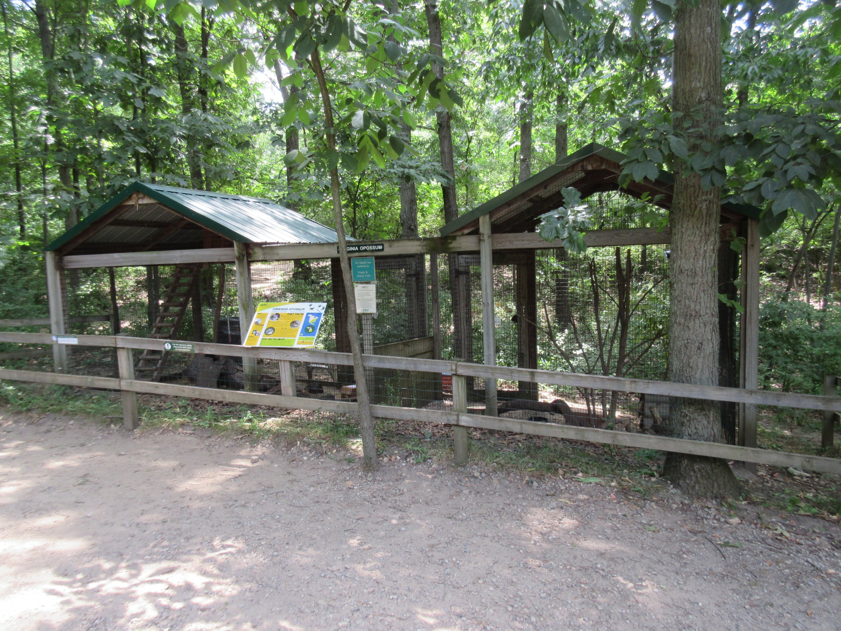 Virginia Opossum Exhibit