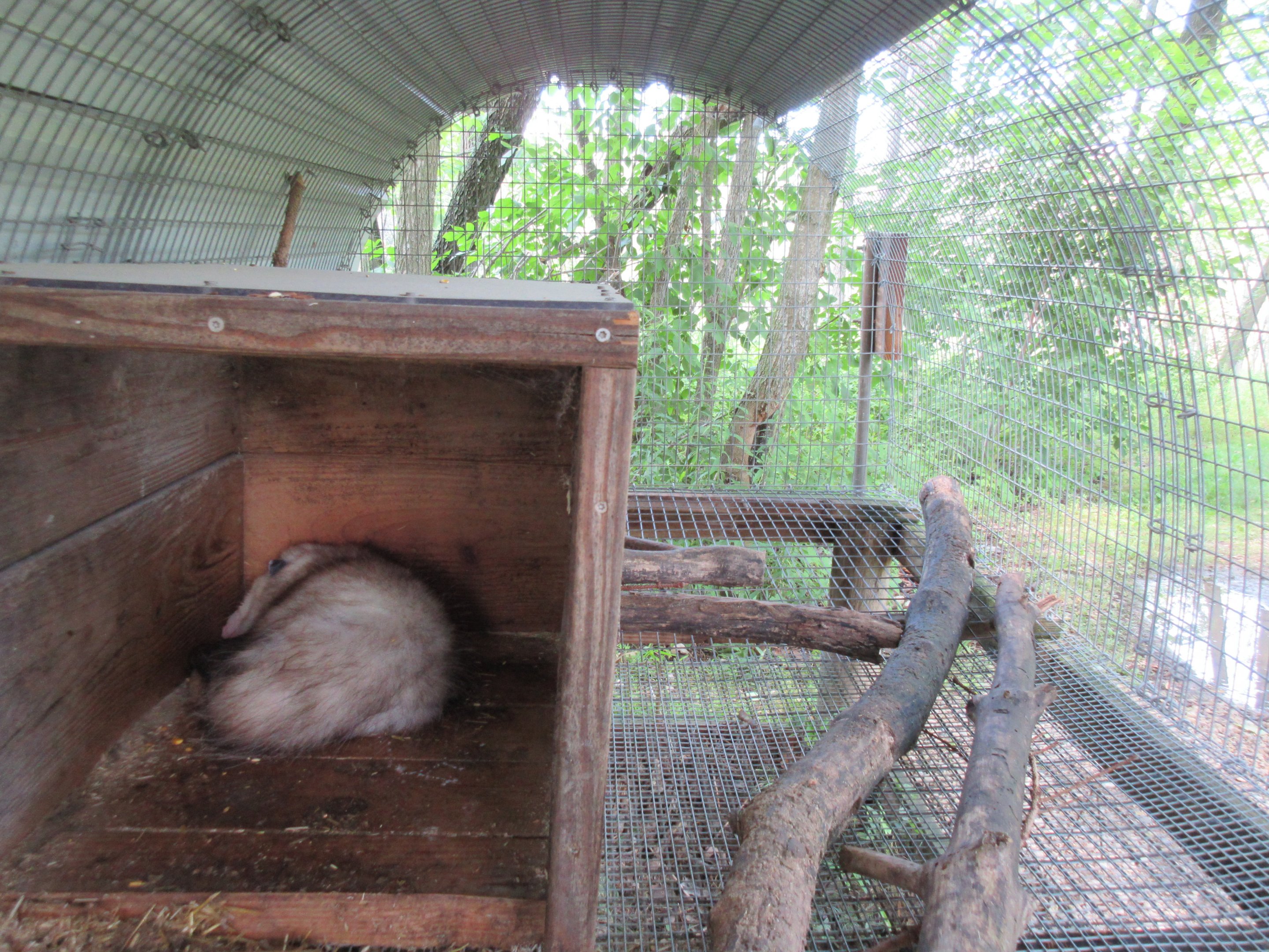 Virginia Opossum Exhibit