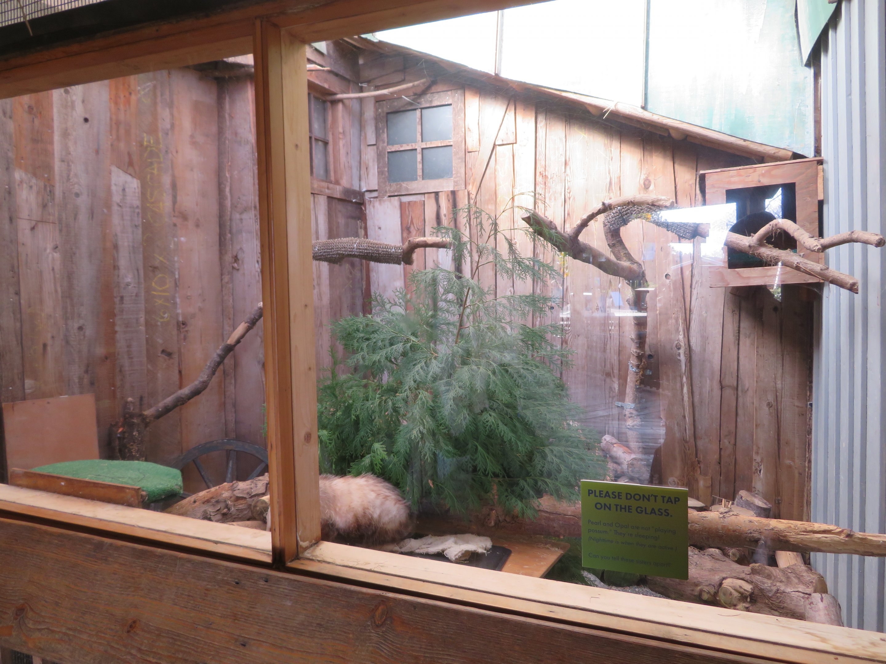 Virginia Opossum Exhibit