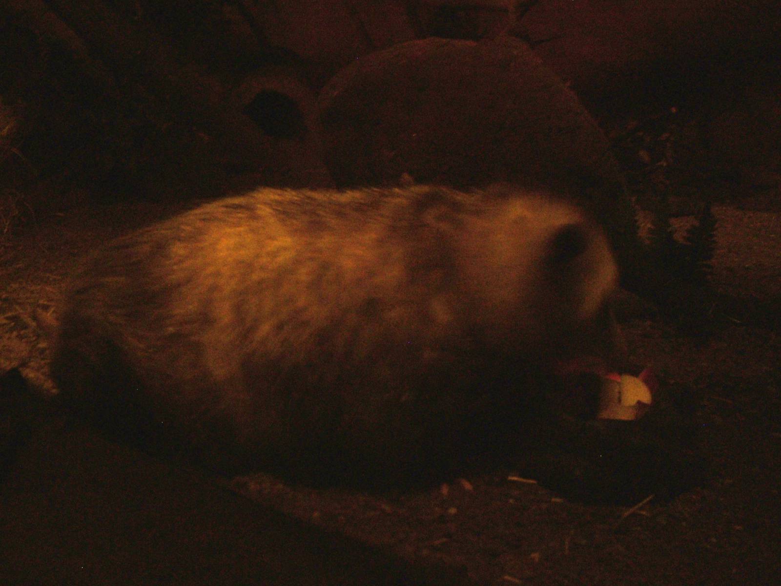 Virginia Opossum - Gondwanaland, Leipzig, 03/09/11