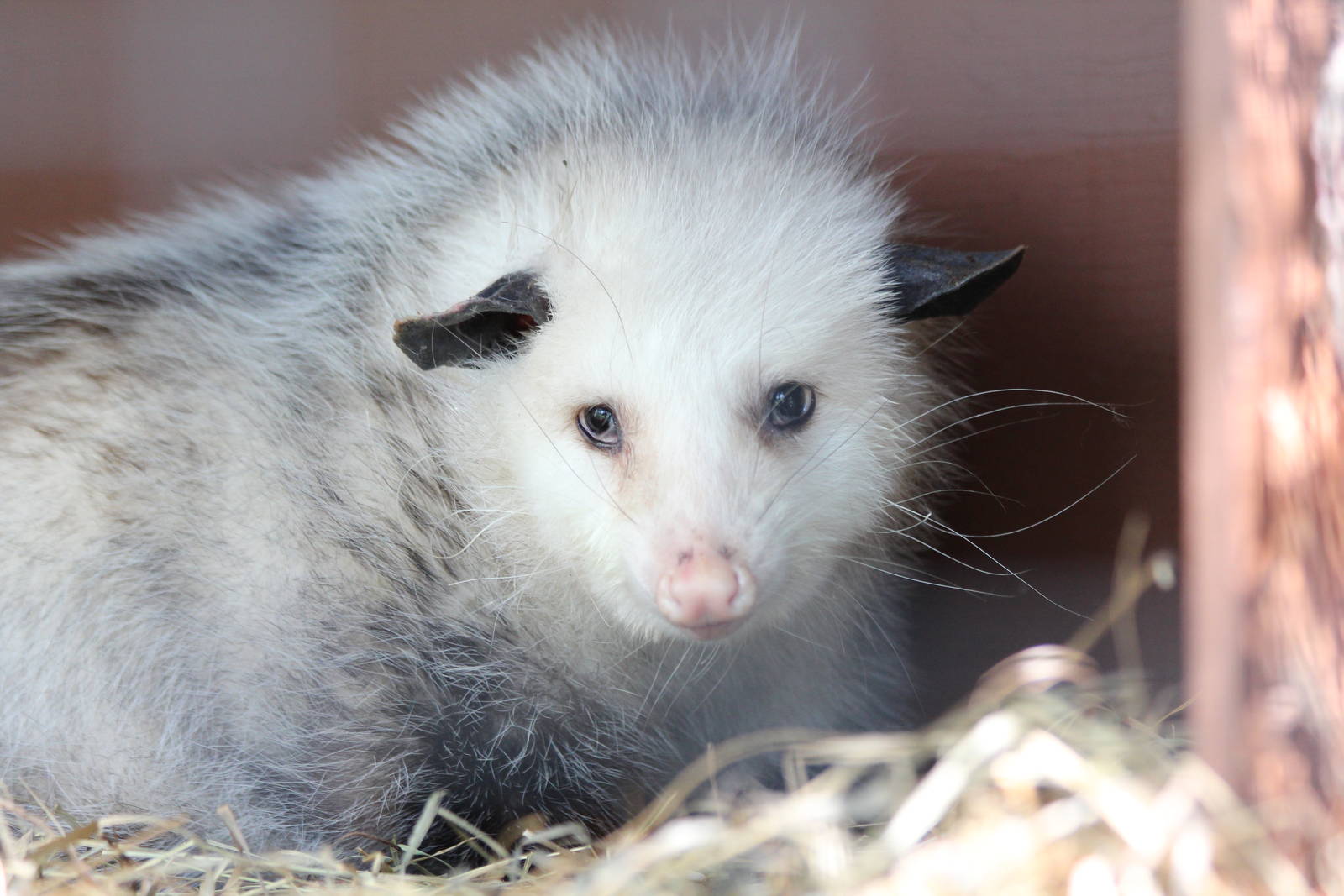 Virginia Opossum - June 2016